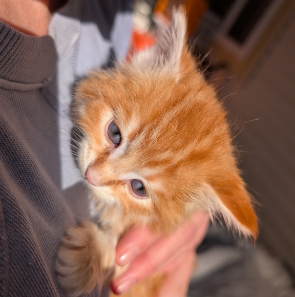 Meet your Posher, Jaemie - Picture 4 of 4